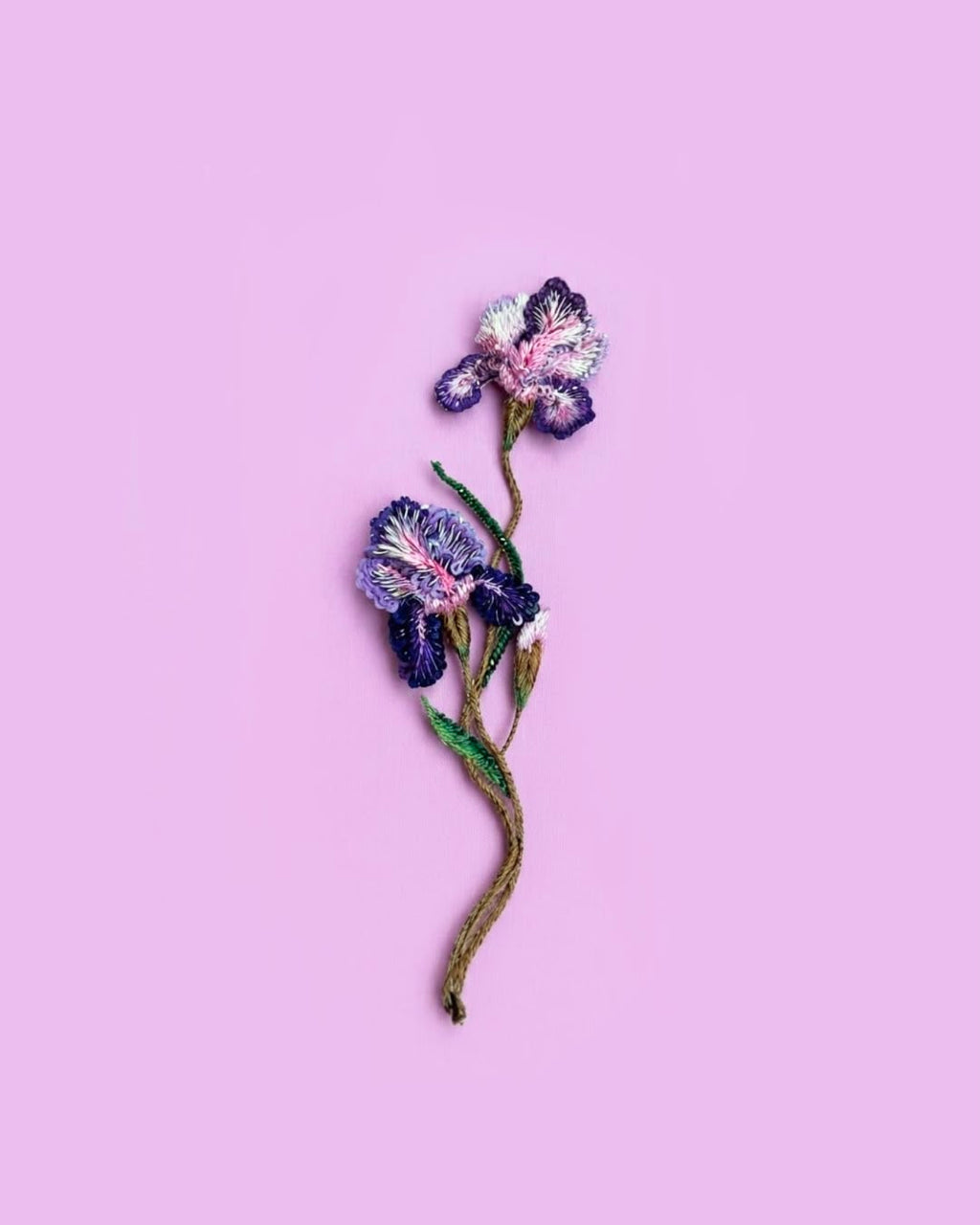 Purple Iris