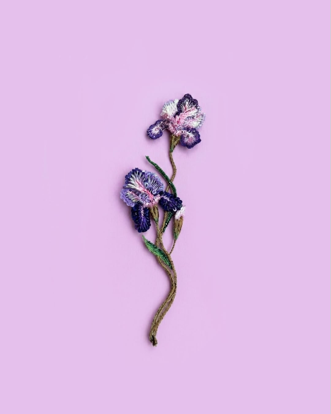 Purple Iris
