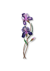 Purple Iris