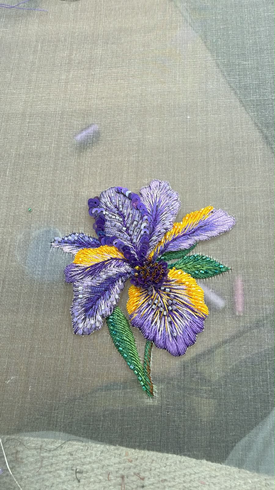 Purple yellow Iris